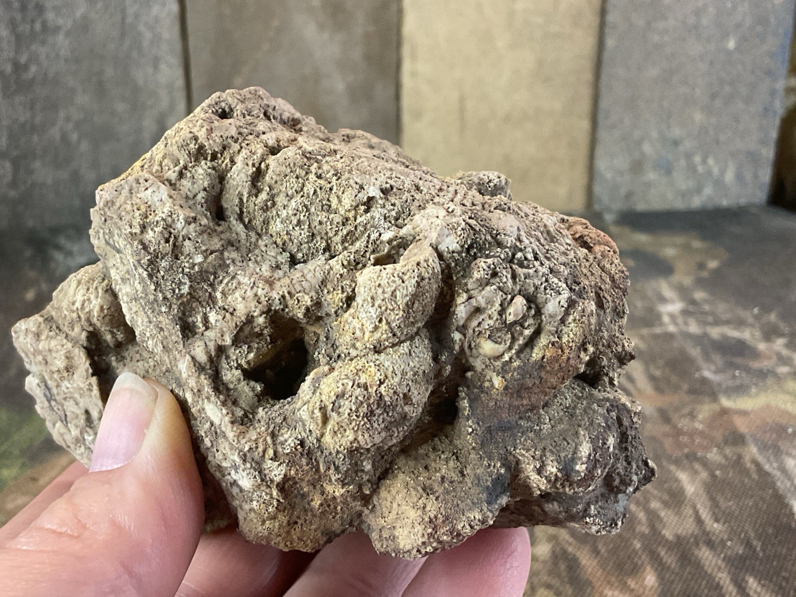 Missouri Druzy Quartz Fossilized Coral Stone Display