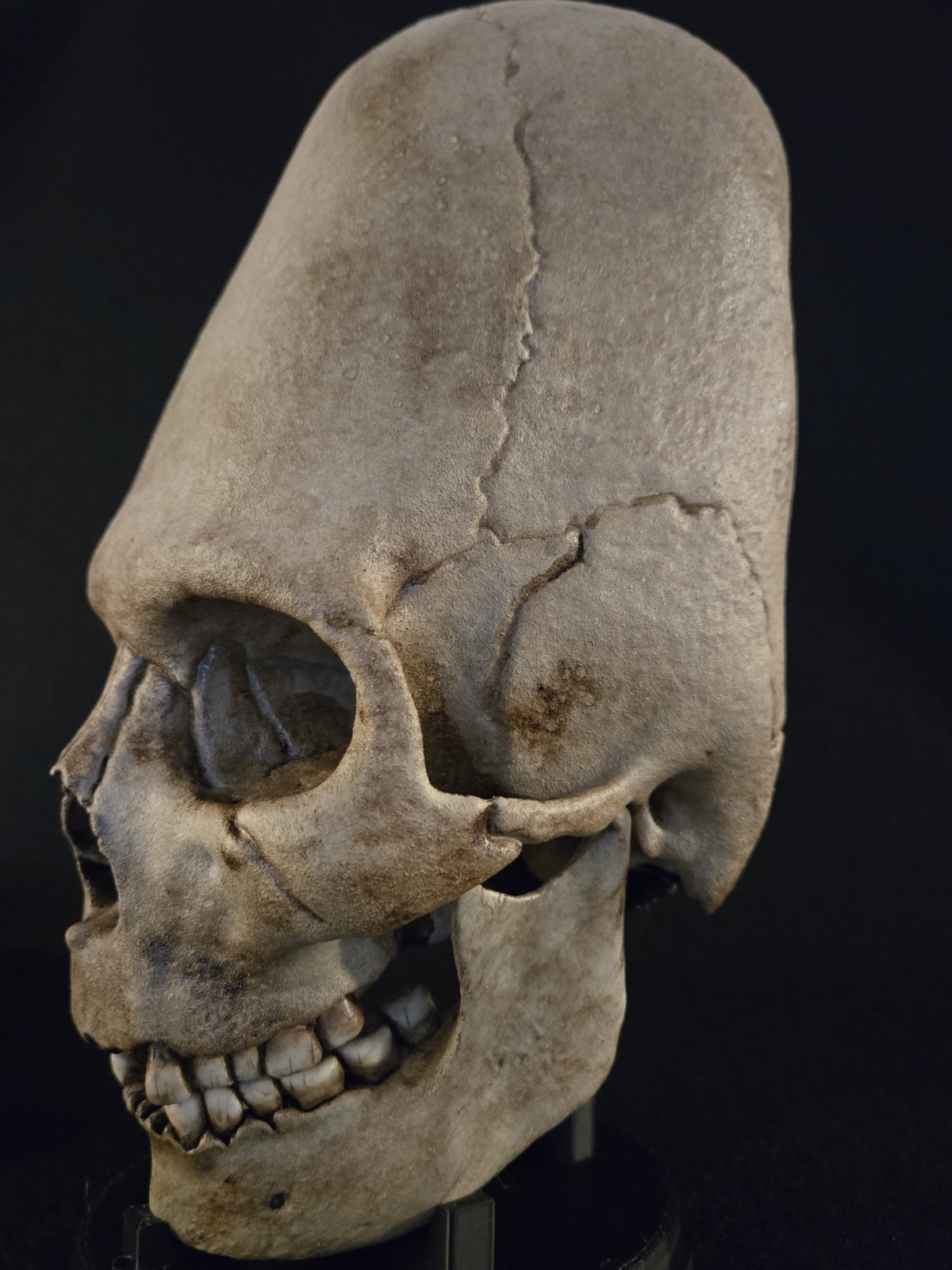 Human Skull - Peruvian Enlongated- Hyper Realistic with stand.