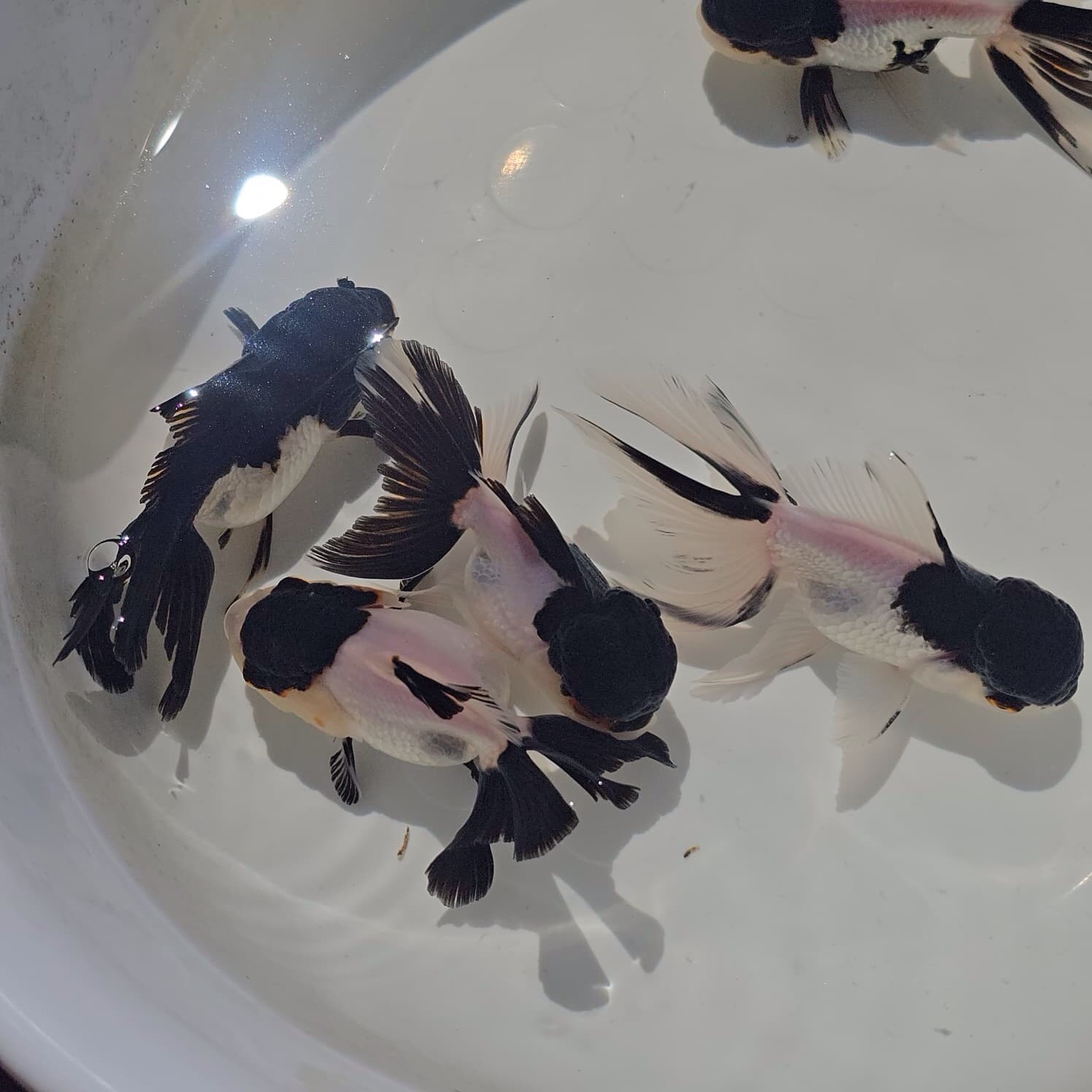 Live Oranda Panda Color Juvenile Goldfish short body 2 to 2.5 inch