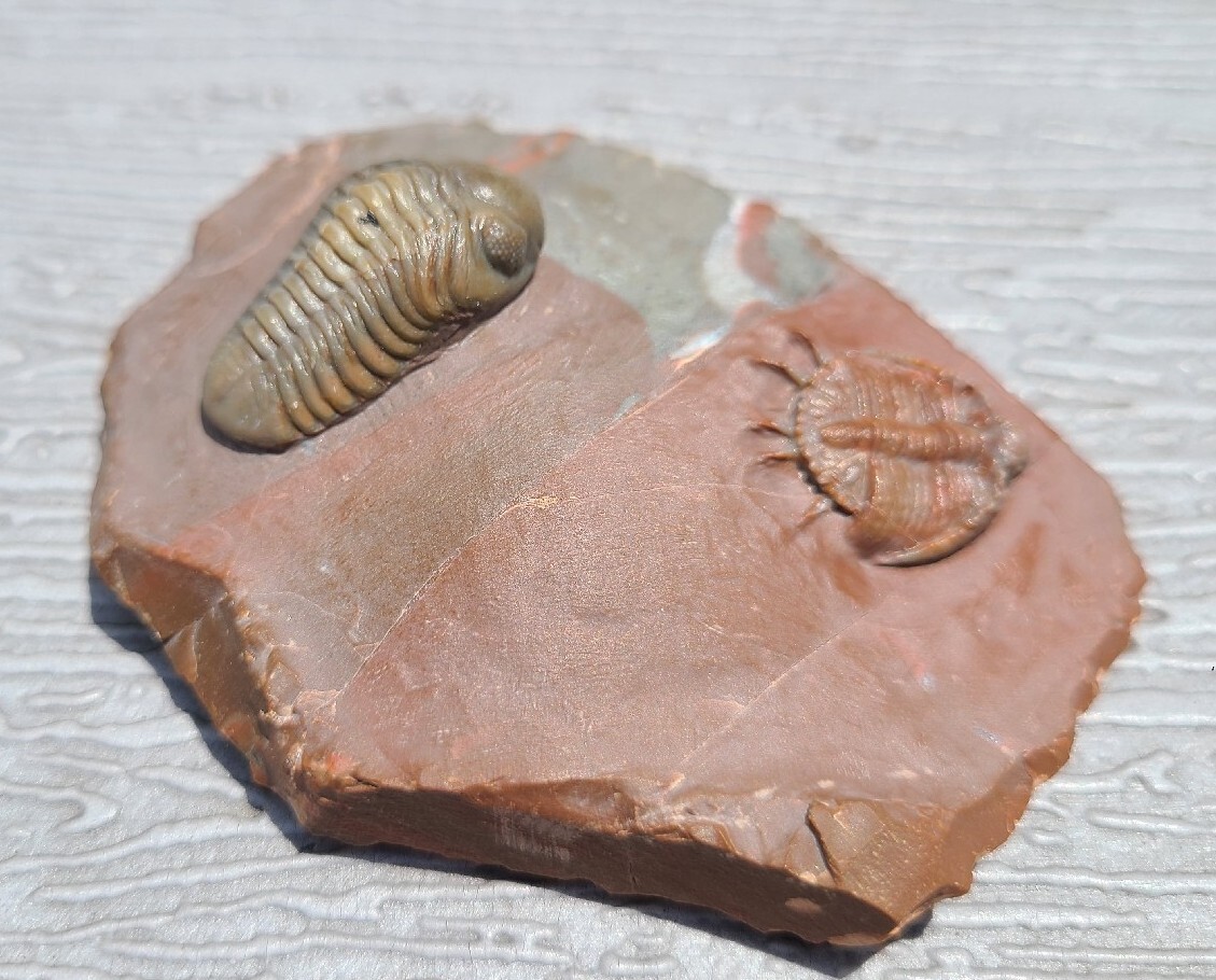 Top prep Basseiarges and Austerops fossil Devonian from Jorf beautiful color