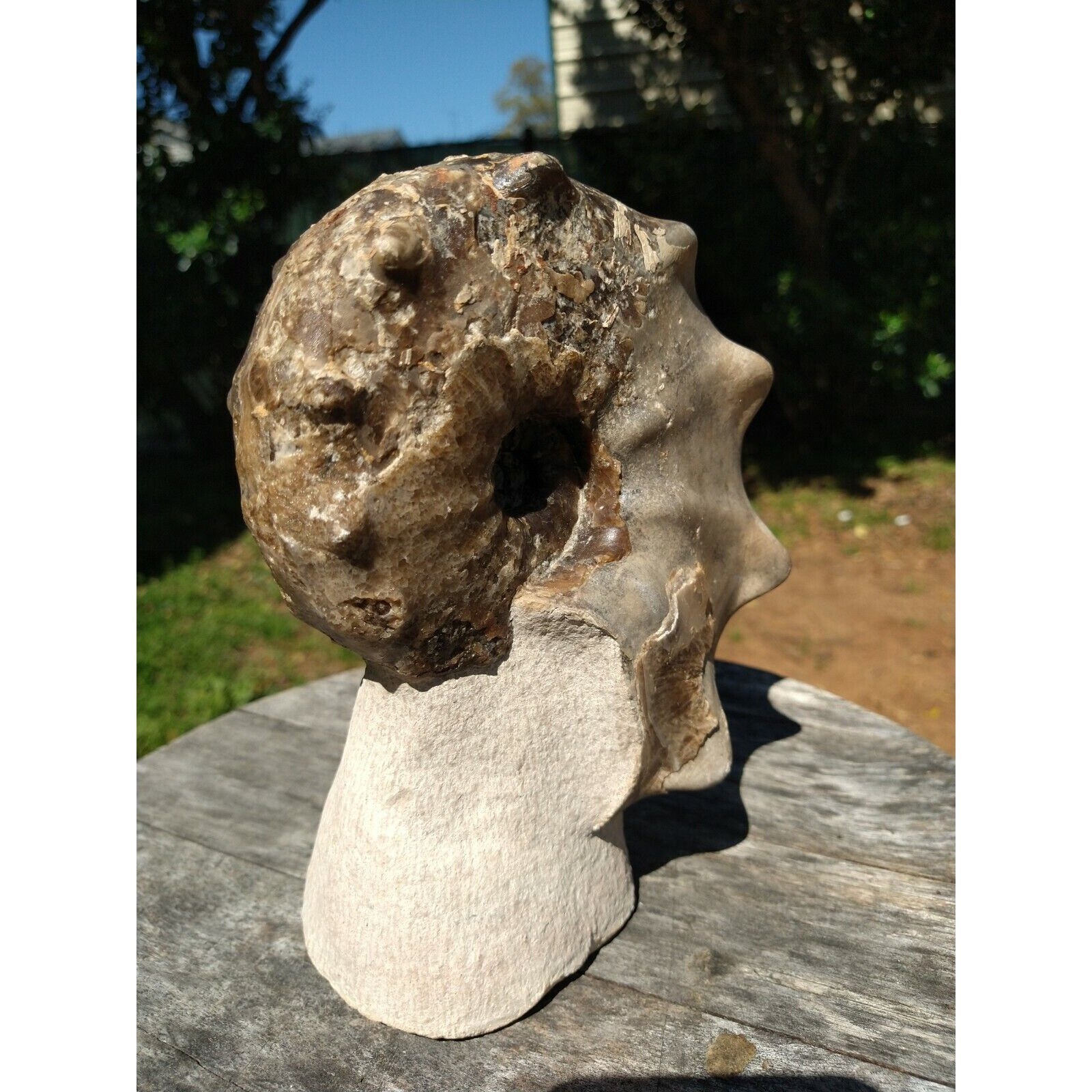 Mammites Nodosoides Ammonite Species.