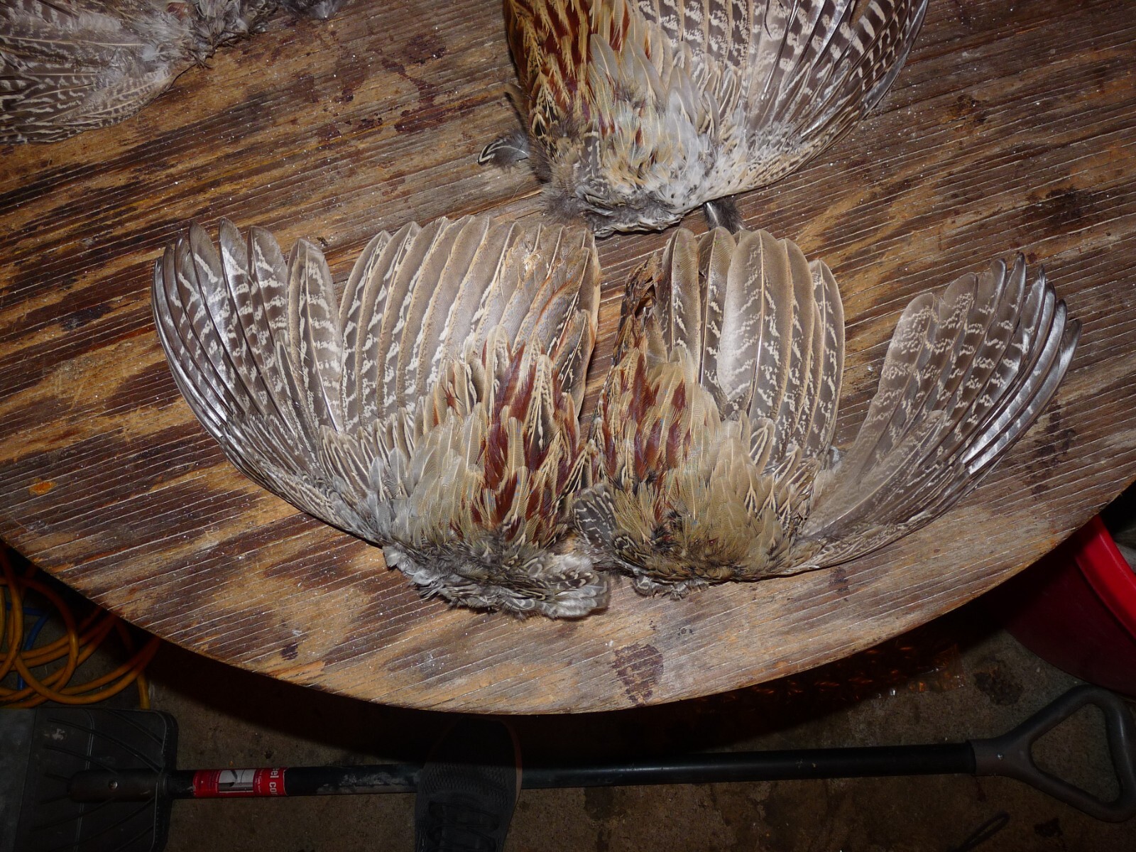 4 Beautiful fanned Pheasant wings 2 PAIRS for crafts dog training NATIVE FAN