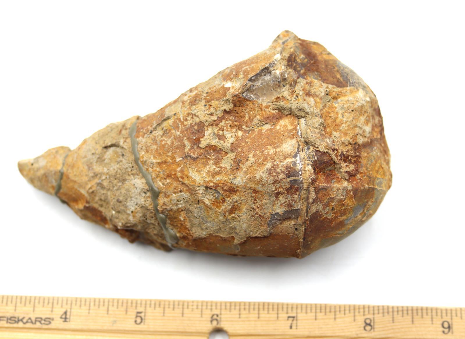 Lot of 2 Rudist Bivalve Fossils Upper Cretaceous #18120