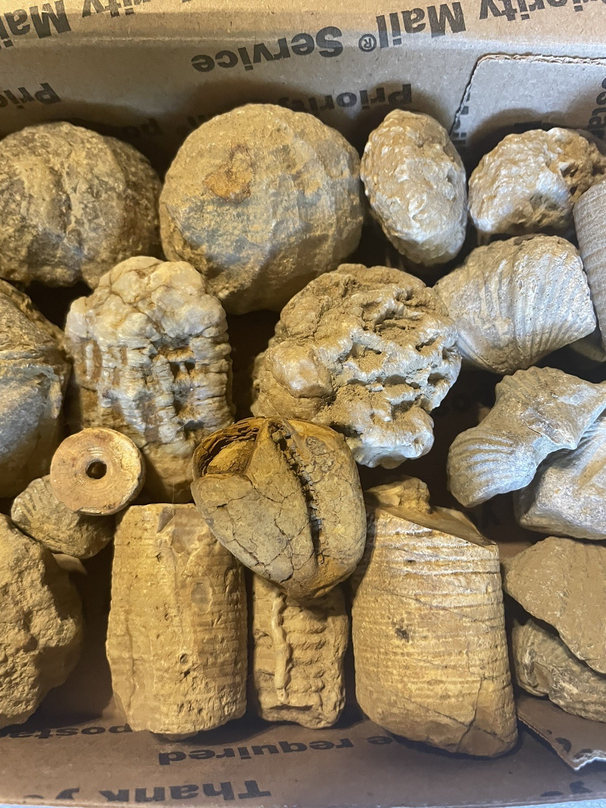 26-VARIOUS KENTUCKY FOSSILS. NICE ONES. 1” TO 2 1/2”.