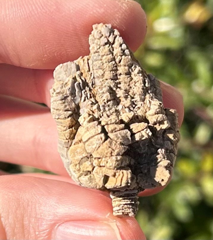 Alabama Fossil Crinoid Alcimocrinus ornatus Bangor Limestone Formation NICE