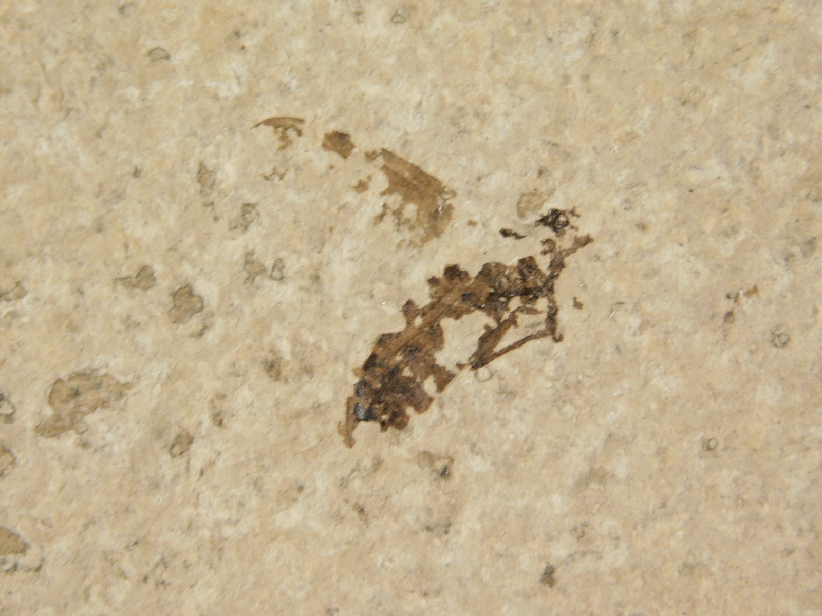 Winged INSECT FOSSIL 100% Natural From Fossil LAKE Wyoming 3.33