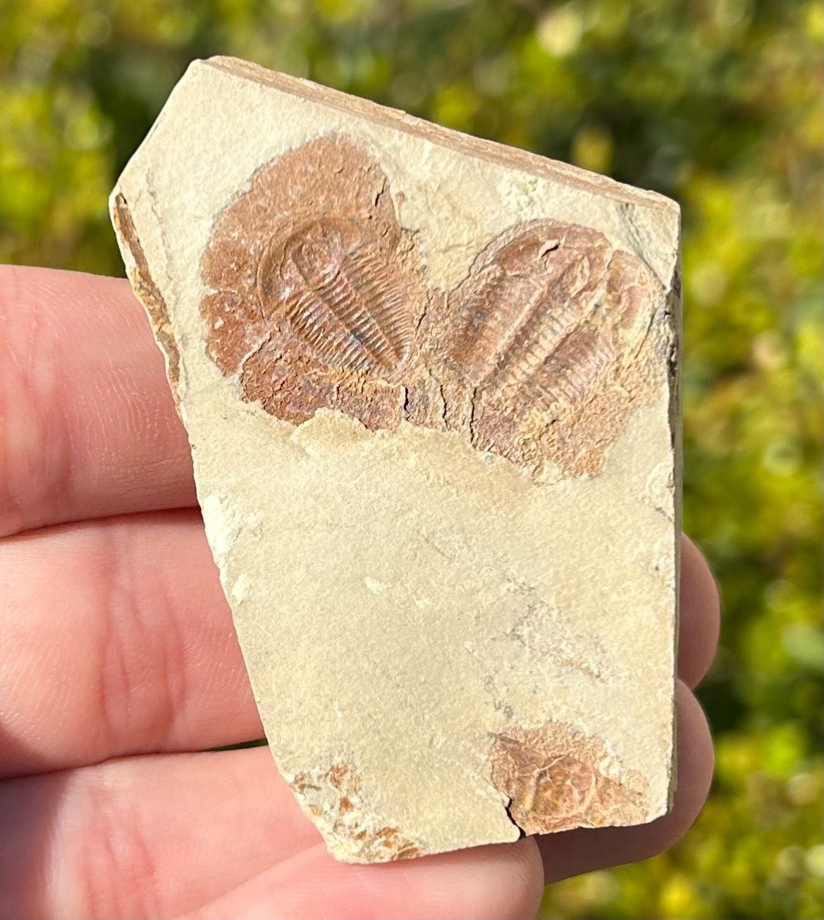 Georgia Fossil Trilobites Aphelaspis brachyphasis Conasauga Formation Cambrian