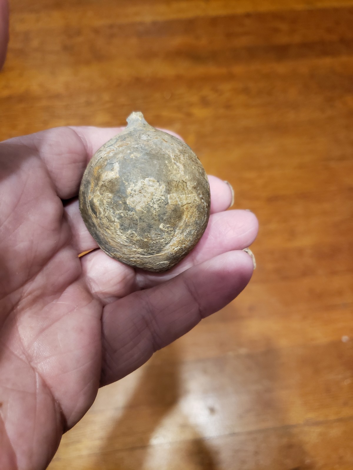 Huge Museum FOSSIL Cystoid Echinosphaerites aurantium 2.25"! Crinoid Trilobite !