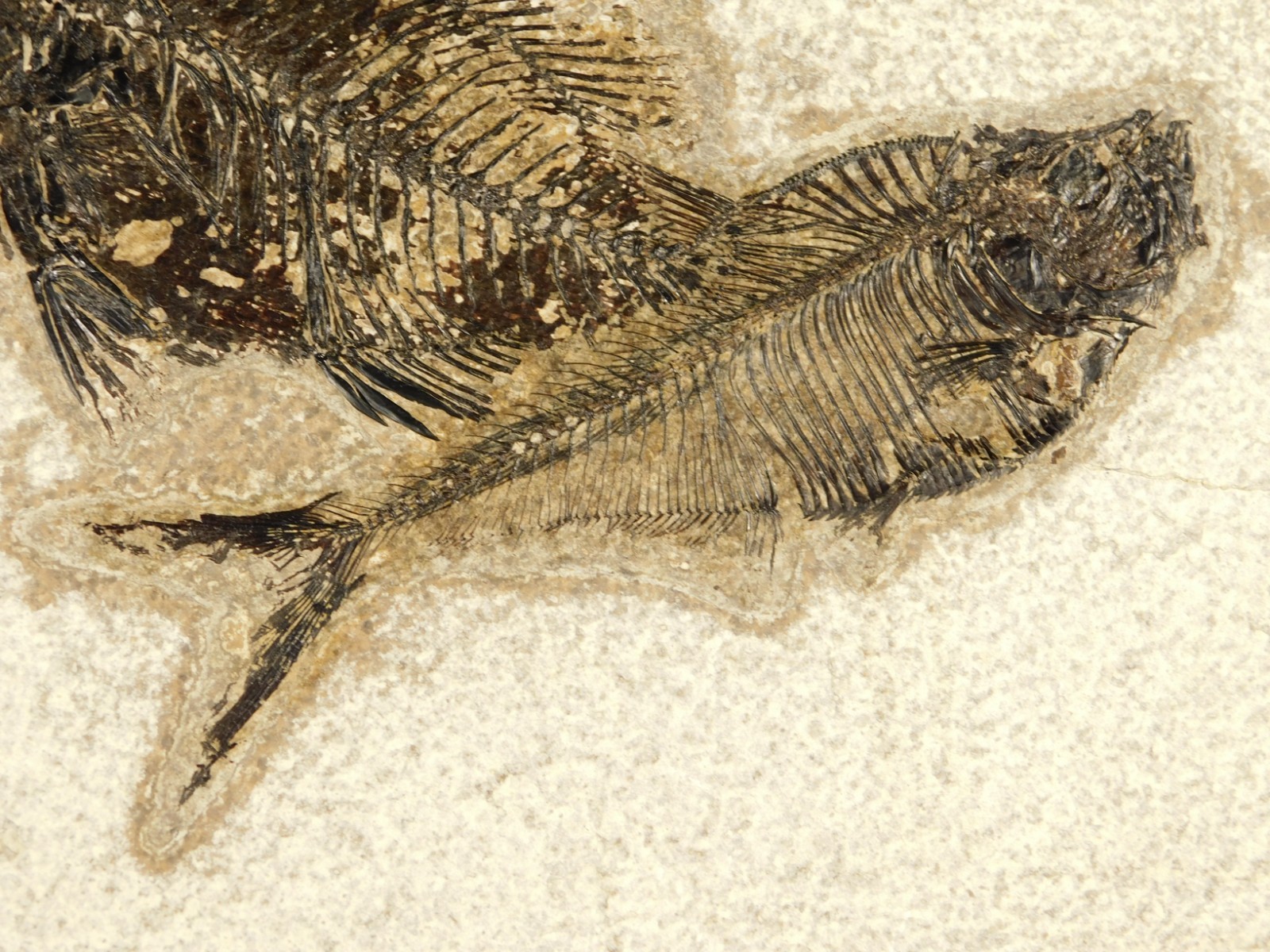 Two! SPECIES Rare Priscacara FISH Fossil and Diplomystus On HUGE Matrix Wyoming