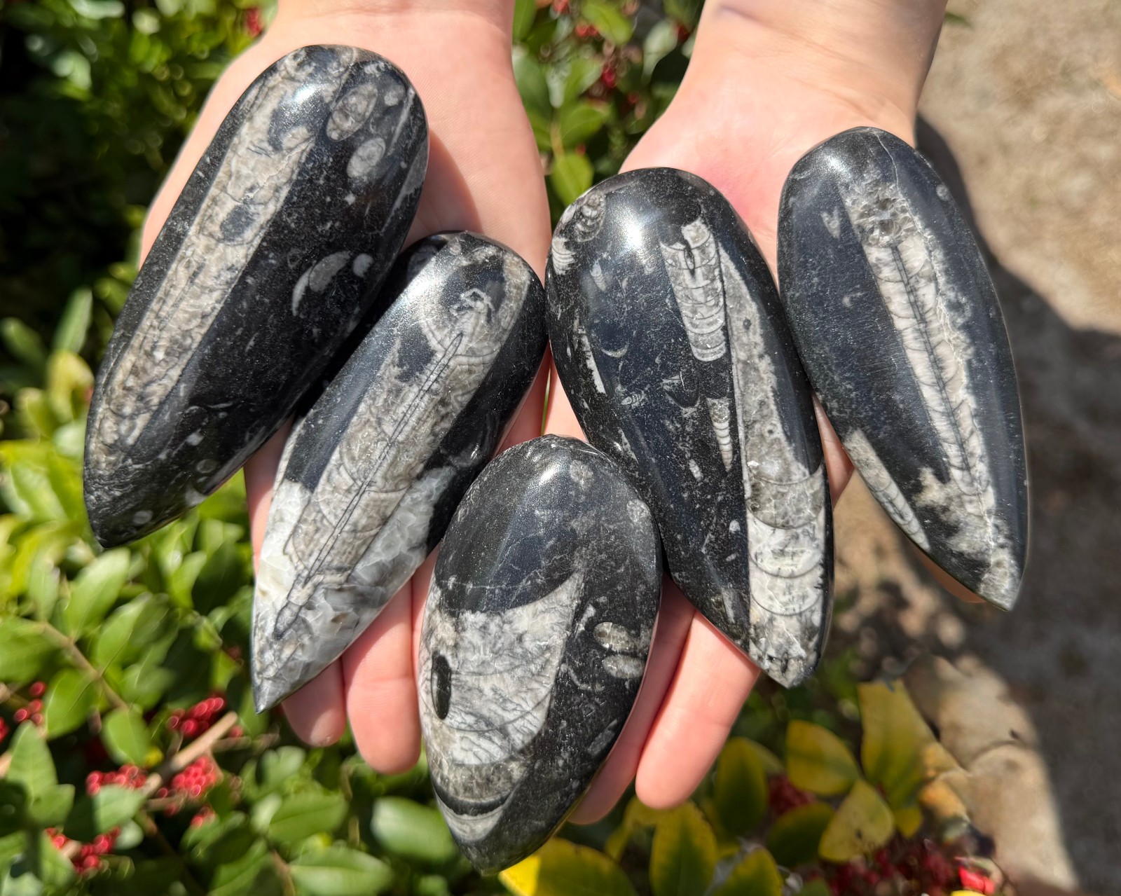 LARGE Orthoceras Fossils, Fossilized Ancient Cephalopod (465+ Million Years Old)