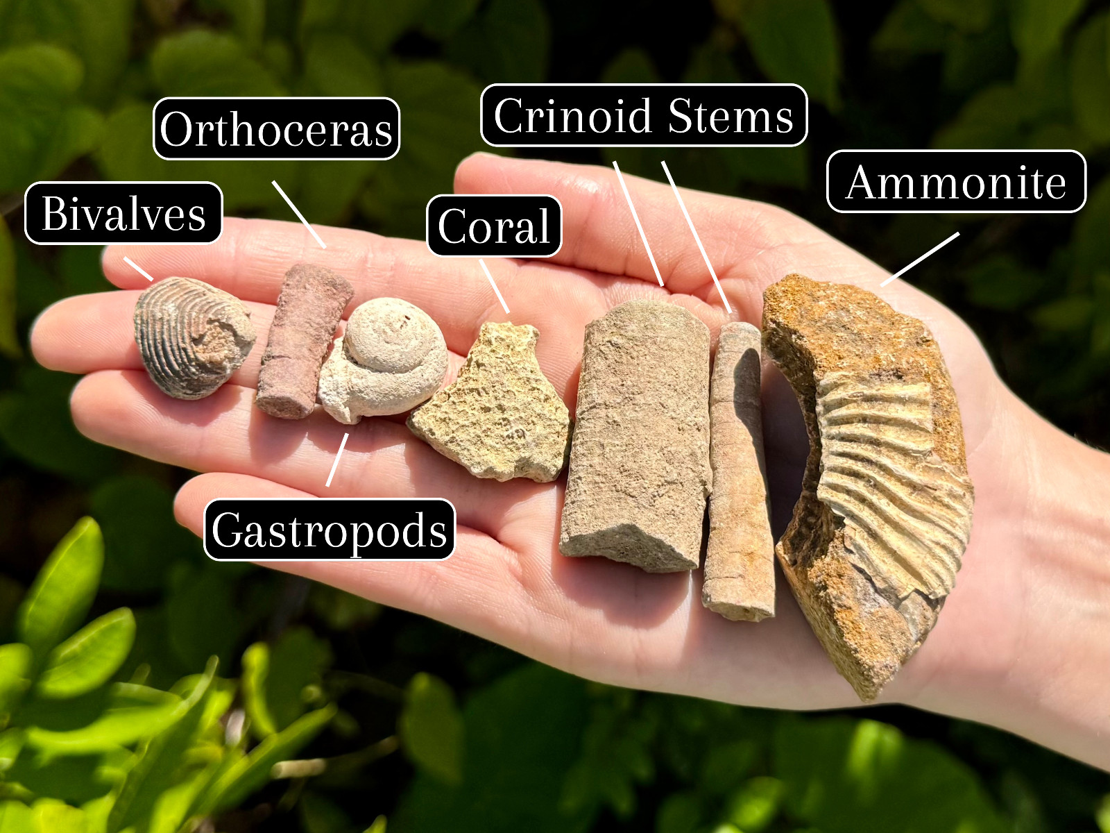 Natural Fossil Mix Gift Box - 1/2 lb Authentic Fossil Assortments & Shark Tooth