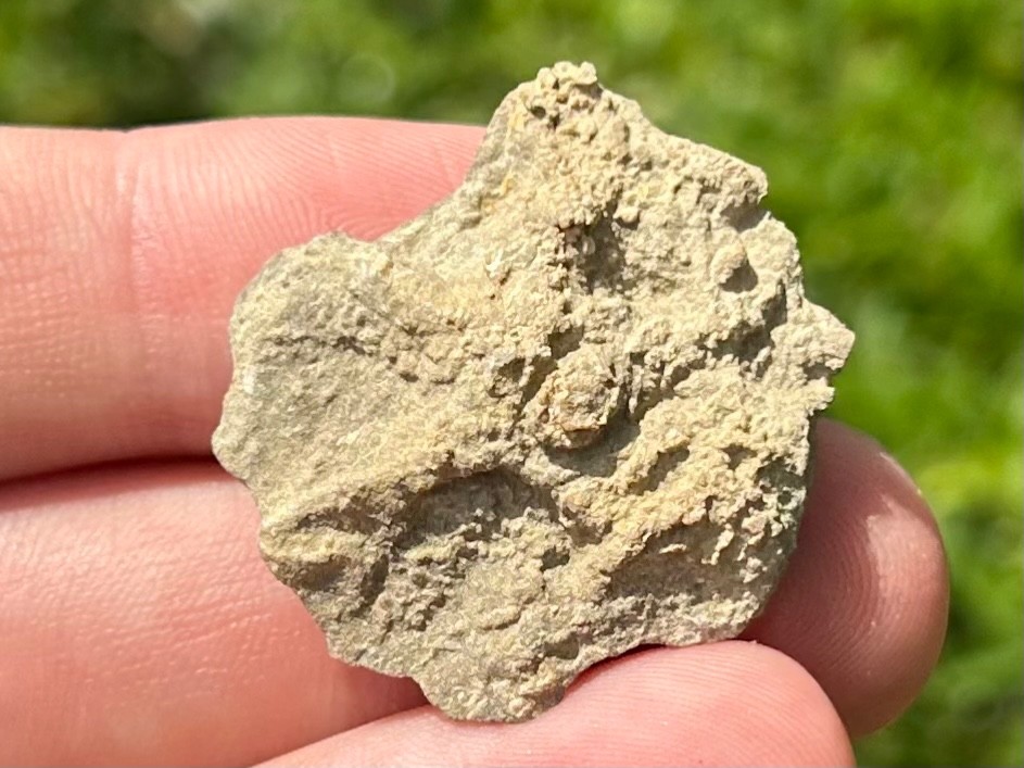 Alabama Fossil Starfish Cast Mississippian Age Bangor Limestone Formation