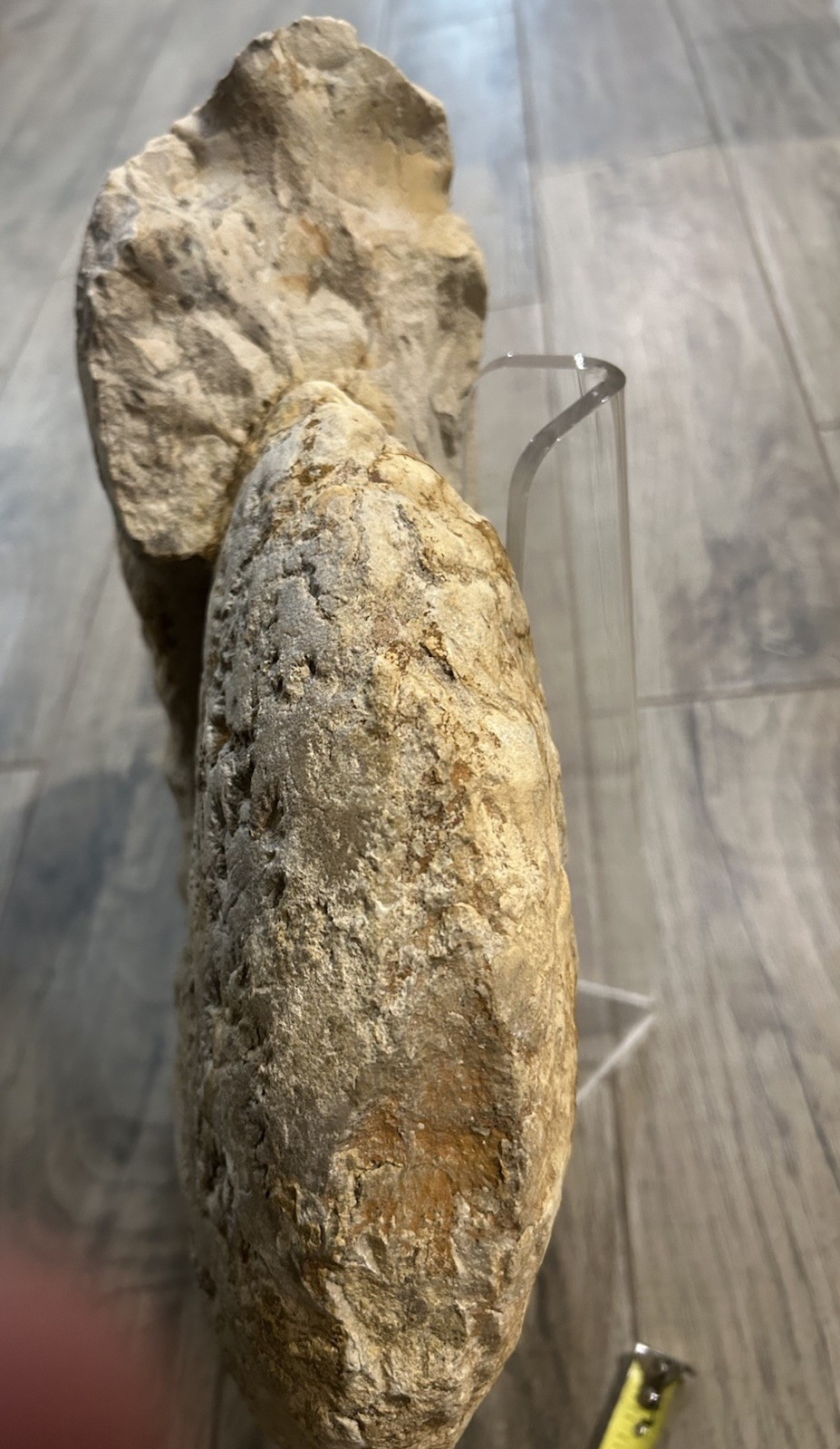 NICE 15.25” Texas Cretaceous Fossil Ammonite, Eopachydiscus Marcianus! Sutures