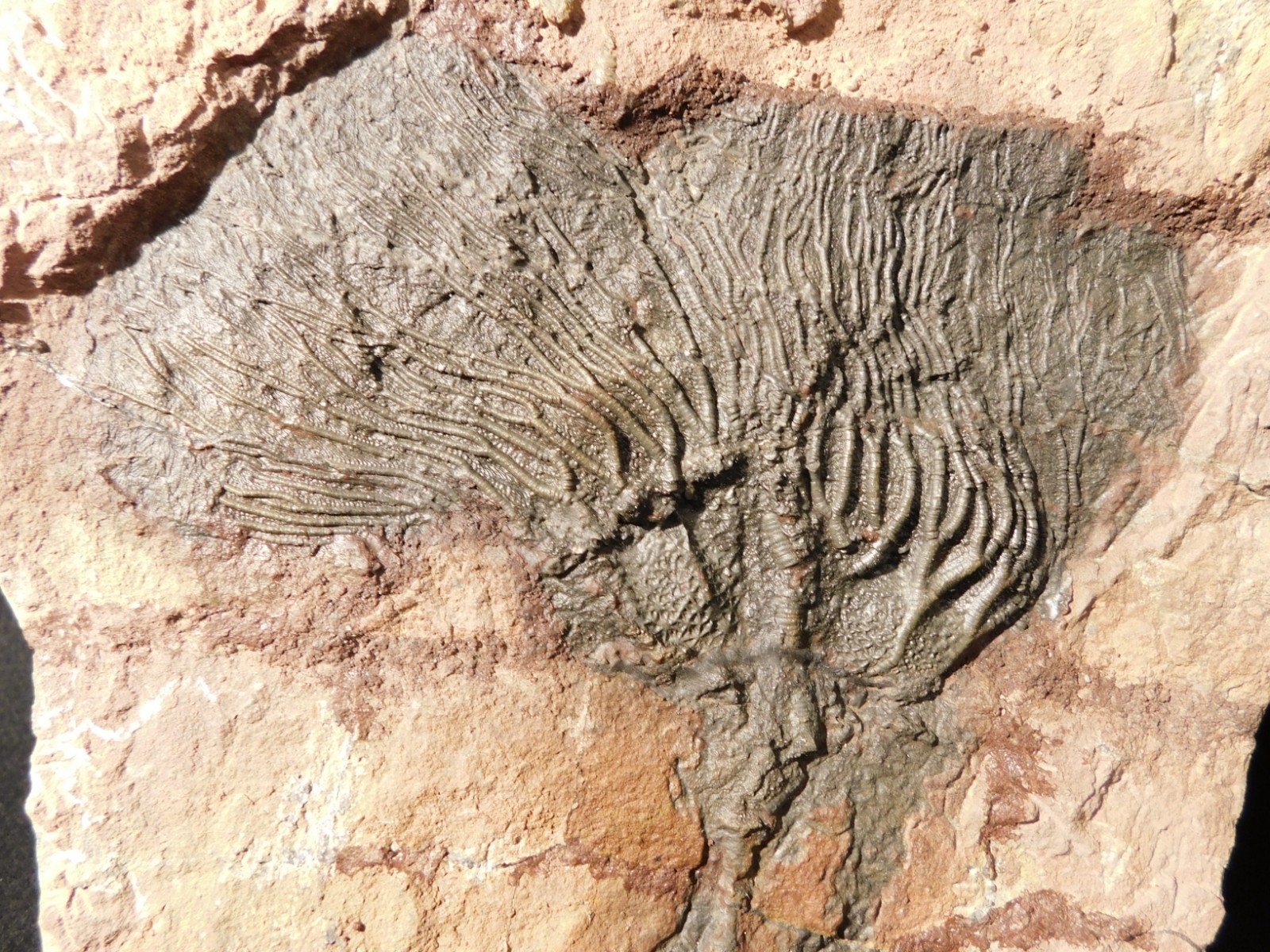 TWO BIG! 430 Million Year Old! CRINOID Fossils or Sea LILY Fossil Morocco 1565gr