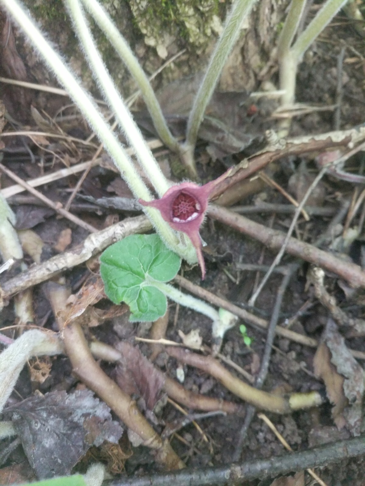 Wild Ginger - Asarum canadense.  Birthwort Family.  25 Seeds