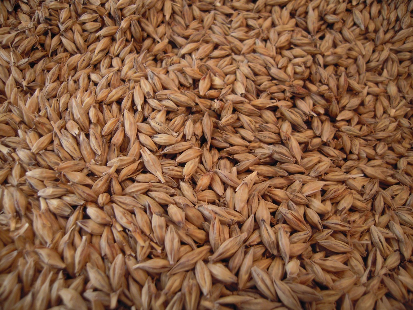 Premium Brewhouse Grains for REAL Whiskey/ Bourbon & Yeast Kit - Ships FREE!