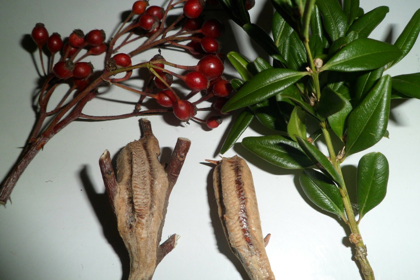 Two Freshly Harvested Carolina Praying Mantis Eggs 2 Fresh Picked 2026 season.