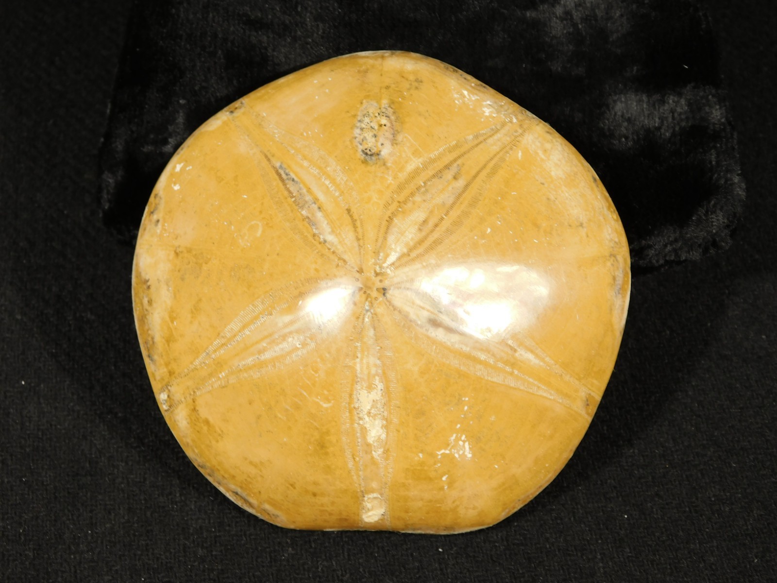 Big! Polished 150 Million Year Old! SAND DOLLAR Fossil Madagascar 205gr