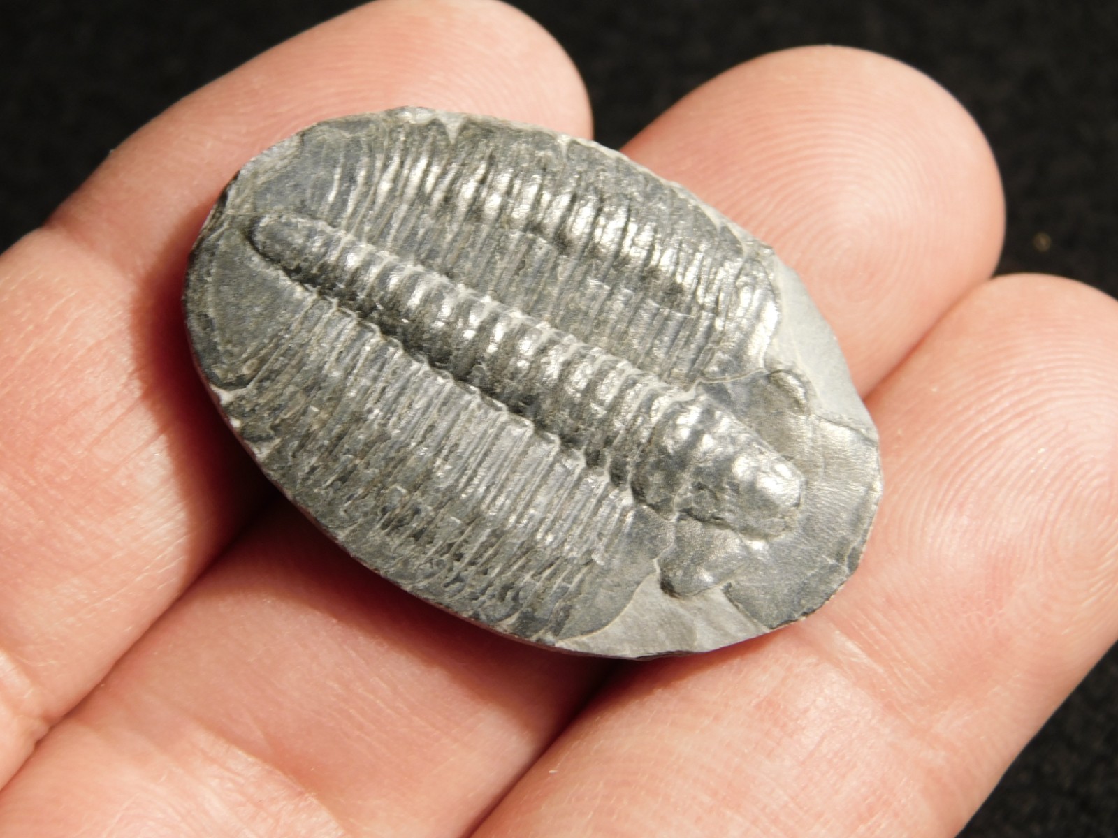 Elrathia TRILOBITE Fossil 100% Natural From Cambrian Utah 7.73