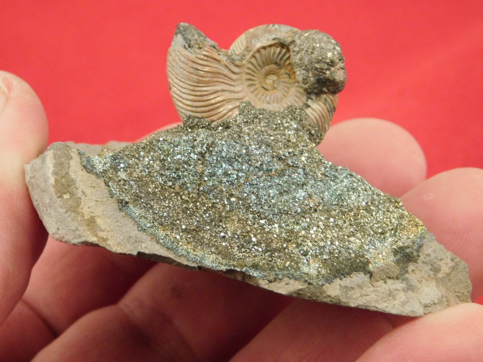 IRIDESCENT AMMONITE Fossil on Rainbow PYRITE! Volga River Saratov Russia 68.8gr
