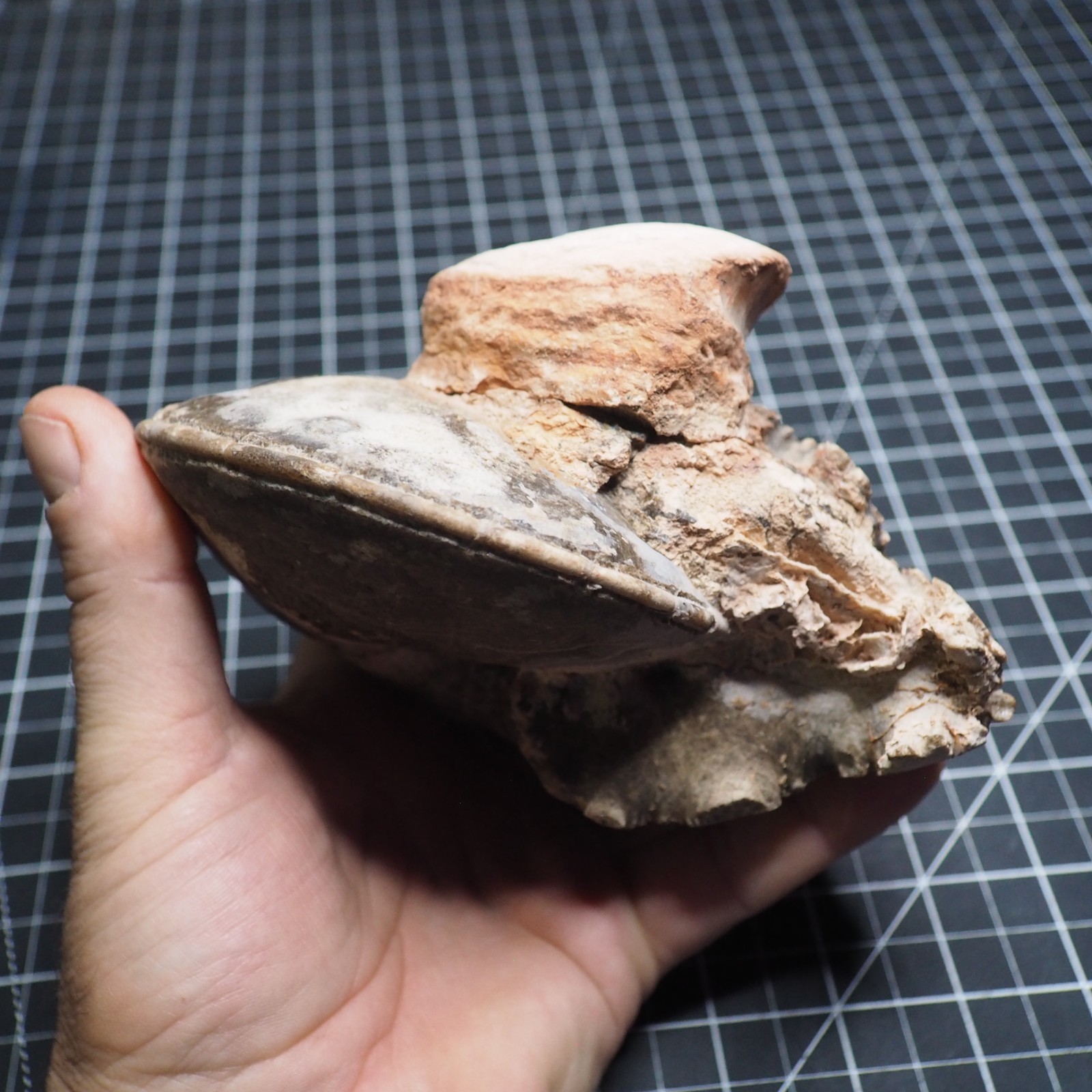 Study Specimen Choffaticeras Ammonite 155 mm 1.7 kg Fossil Siphuncle Cretaceous