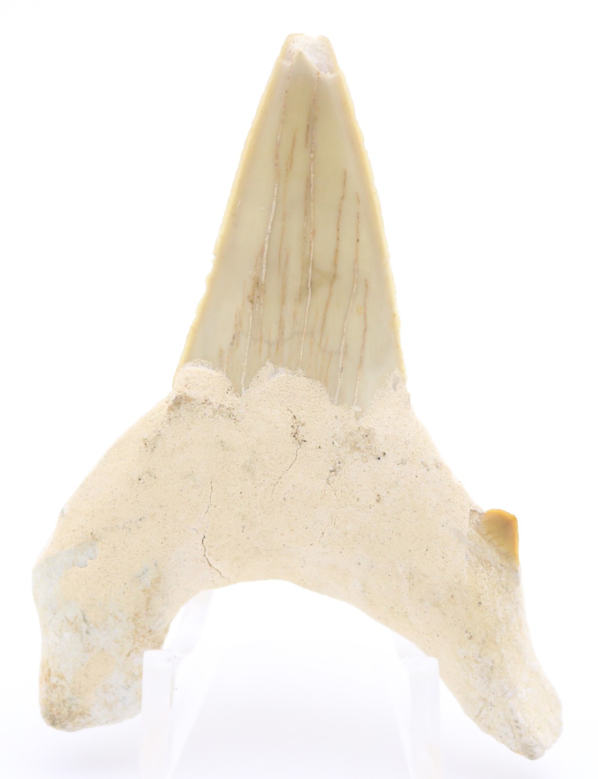Large FASCINATING Fossil SHARK Otodus Obliquus TOOTH Fossilized Specimen