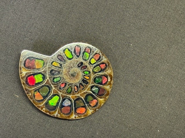 SPECTACULAR RARE,AMMOLITE(CANADA) INLAY IN FOSSIL AMMONITE(MADAGASCAR)SEE VIDEO!