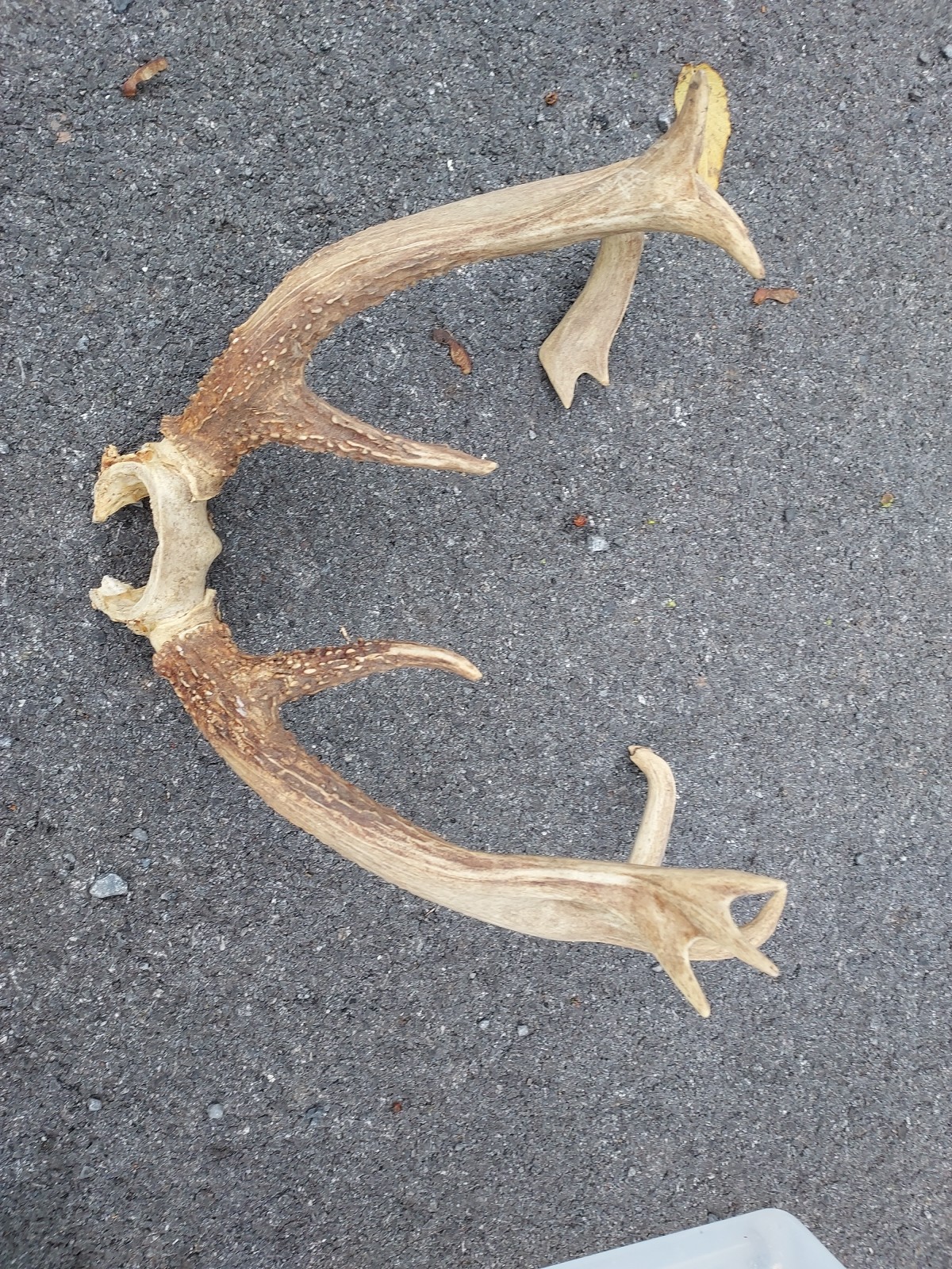 Vintage Unique 12 Point White Tail Deer Antlers