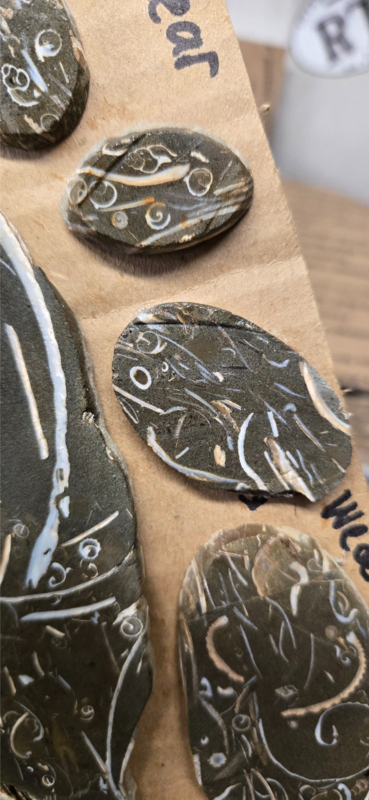 Purisma Formation Fossil Limestone, Cabochon Slabs Preforms 13 Pcs, Flat 135