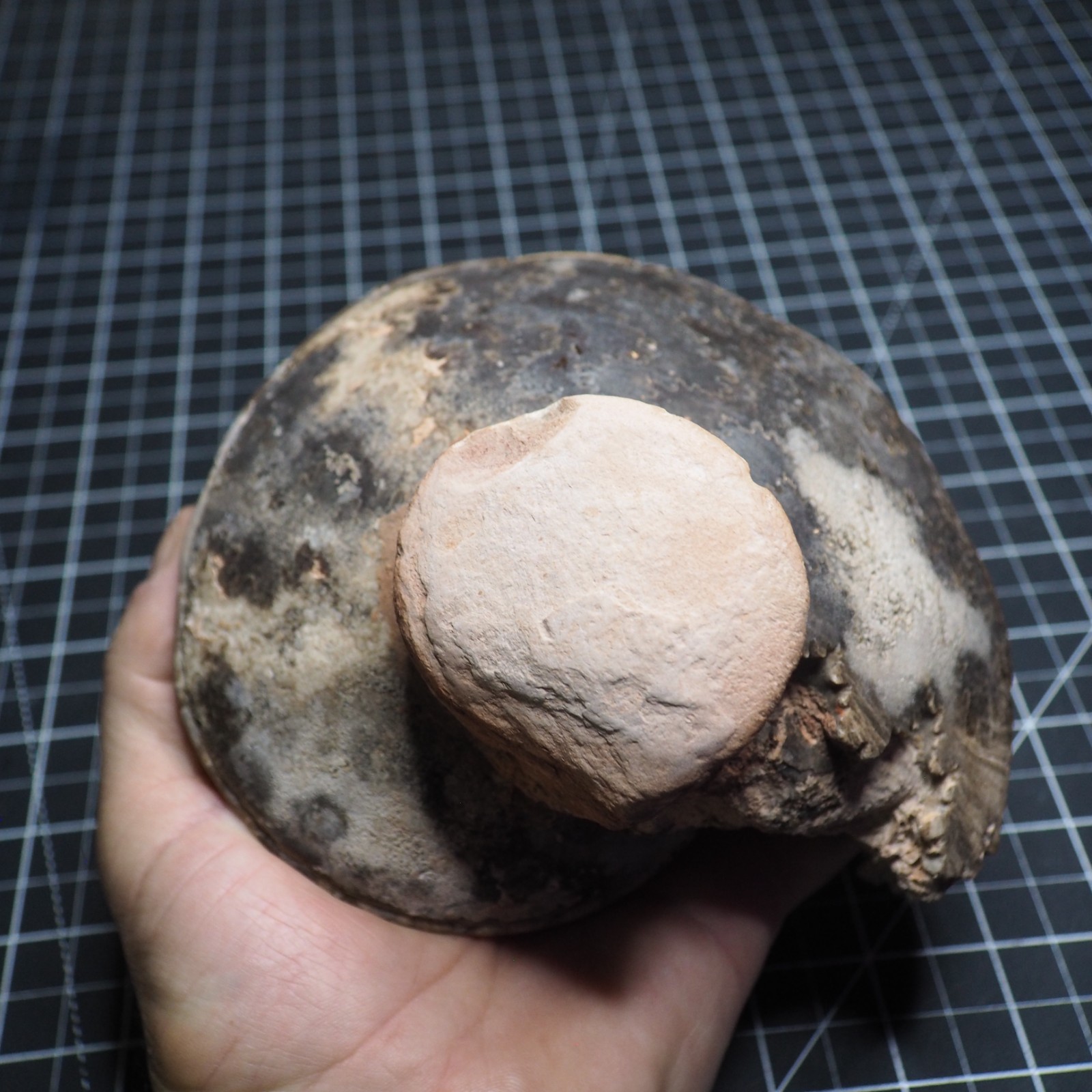 Study Specimen Choffaticeras Ammonite 155 mm 1.7 kg Fossil Siphuncle Cretaceous