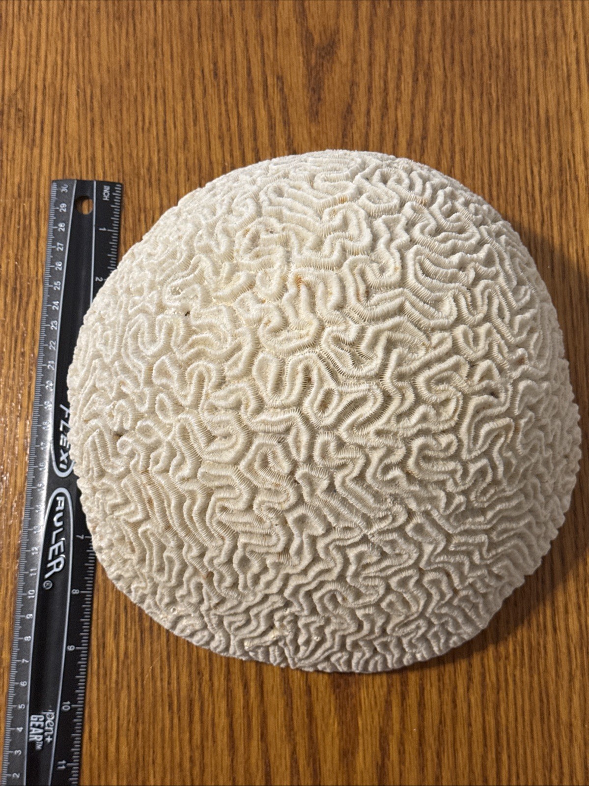 Large Natural Brain Coral Vintage Salt Water Fossil Heavy 9.12 lbs, 9" wide