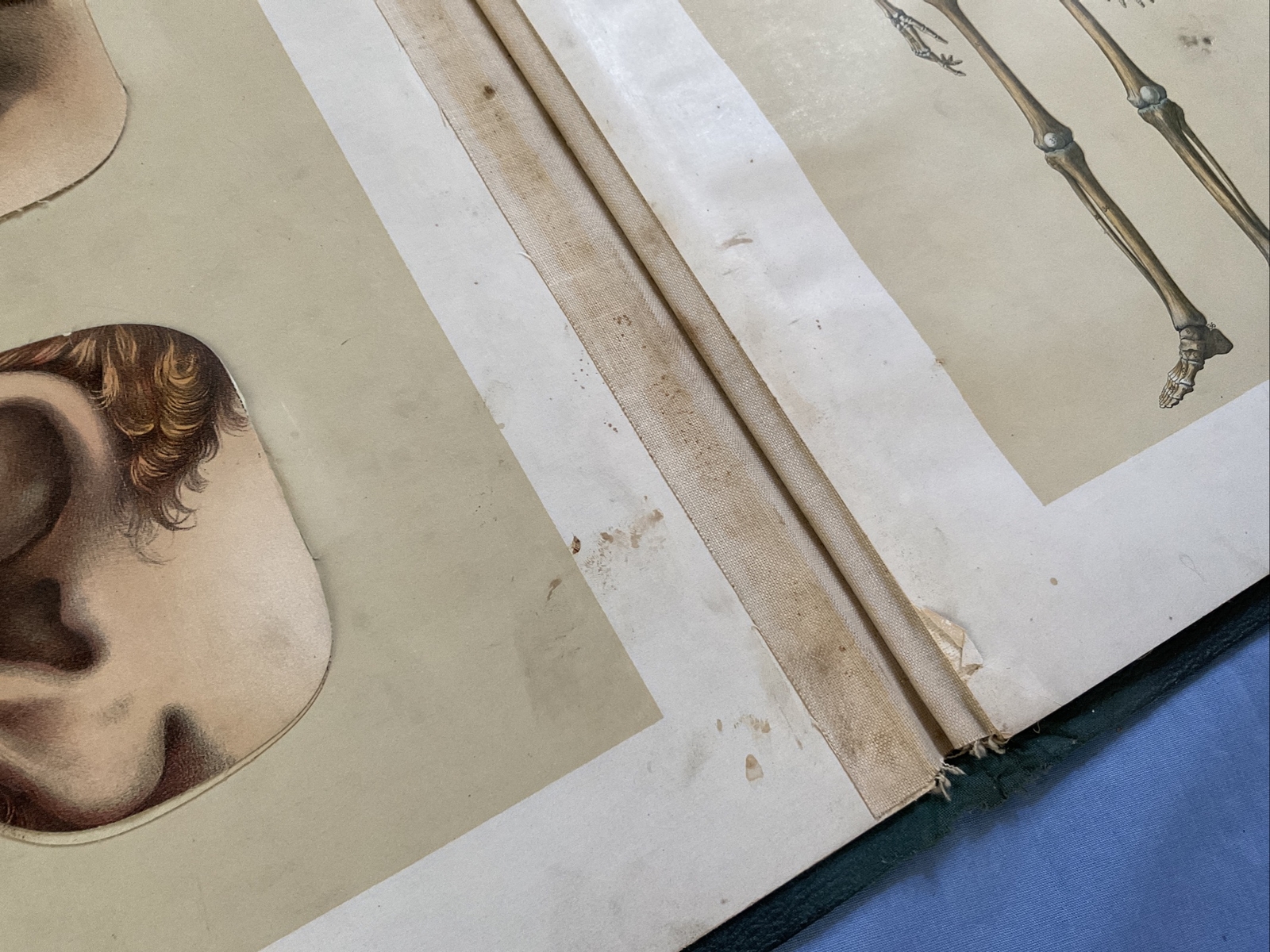 Antique Medical Anatomy Book Embalmer Anatomy Book Binder 1903