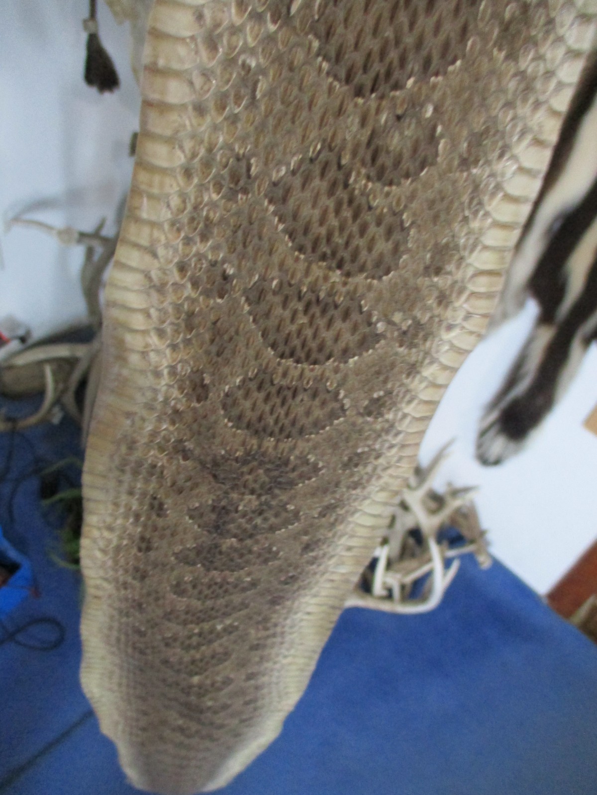 rattlesnake skin prairie rattle snake hide DRY TANNED wrap pen blanks 40 in. J1