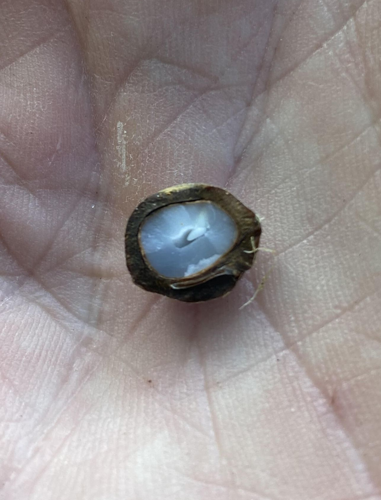 Butiagrus Seeds! F1 Hybrid Mule Palm Seeds. Rarely Ever Offered! Cold Hardy!