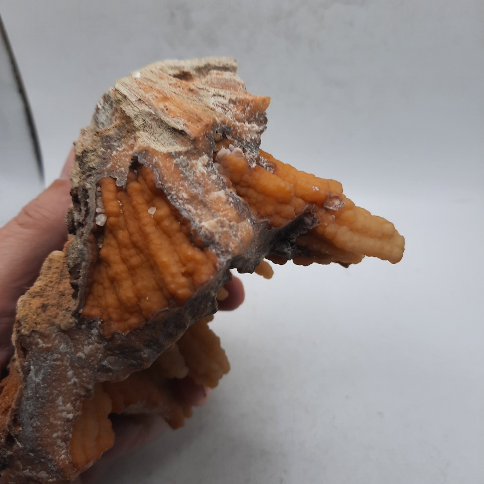 Botryoidal Agatized Coral Specimen , Suwanee River, Florida 6 x 4 1/2 x 3