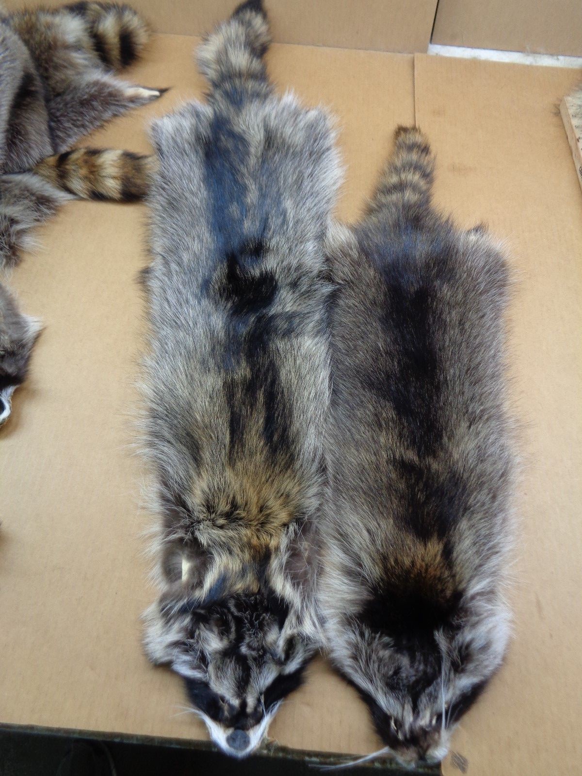 Professionally Tanned #1 XXXL Raccoon/Coon Hide/Furs/Pelts/Taxidermy/Crafts
