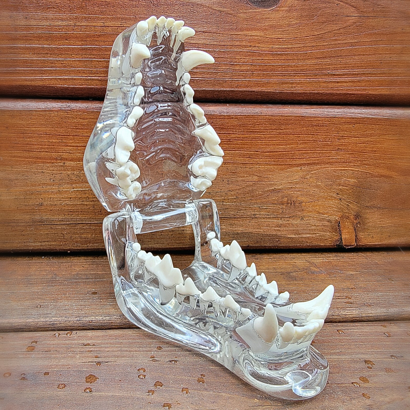 Transparent Dog Teeth, Anatomical Canine Clear Dental Model, Oddities