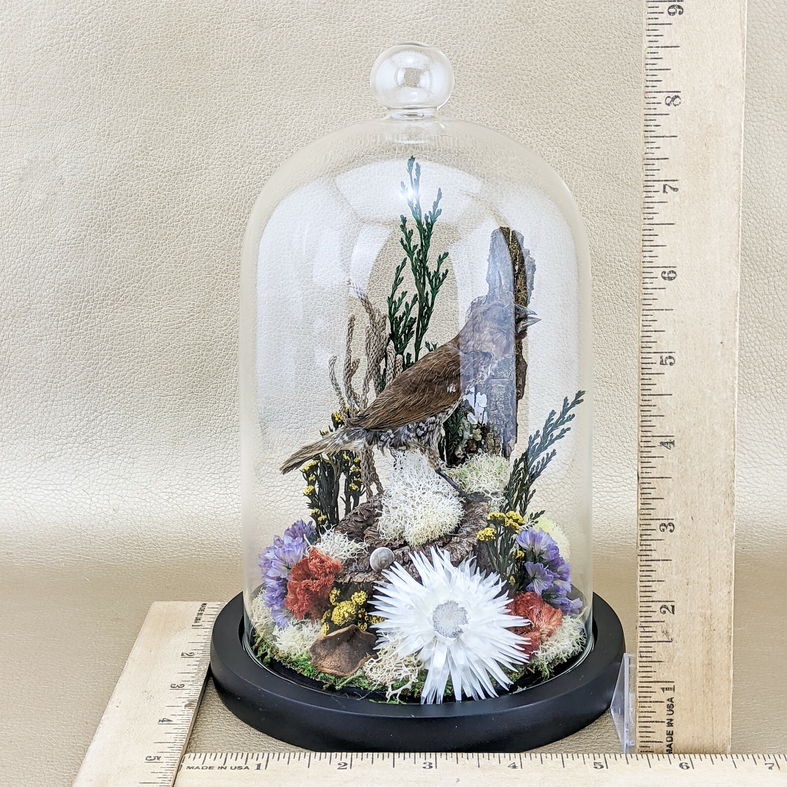 x25a Taxidermy oddities curiosities Spice Finch Bird Glass Dome Display decor