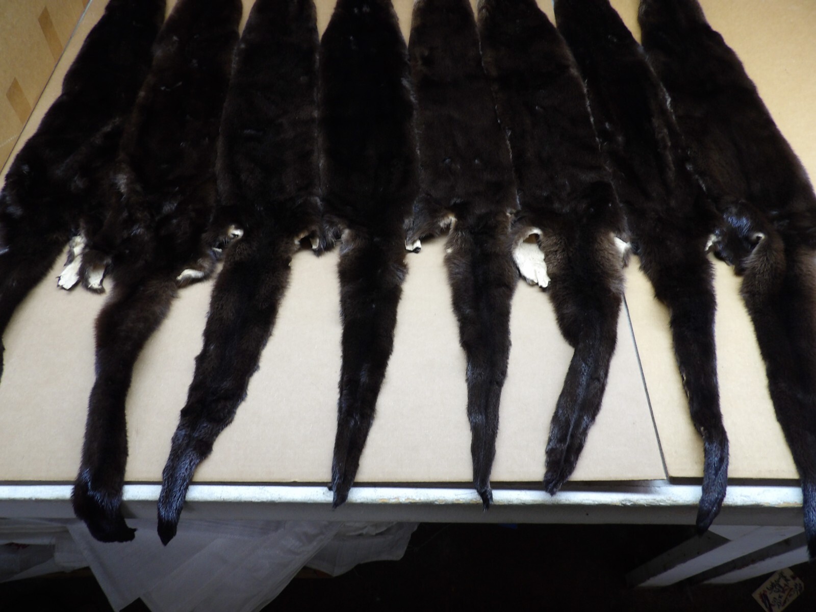 Tanned North American XXL Dark River Otter, Lontra canadensis, soft furs, pelts