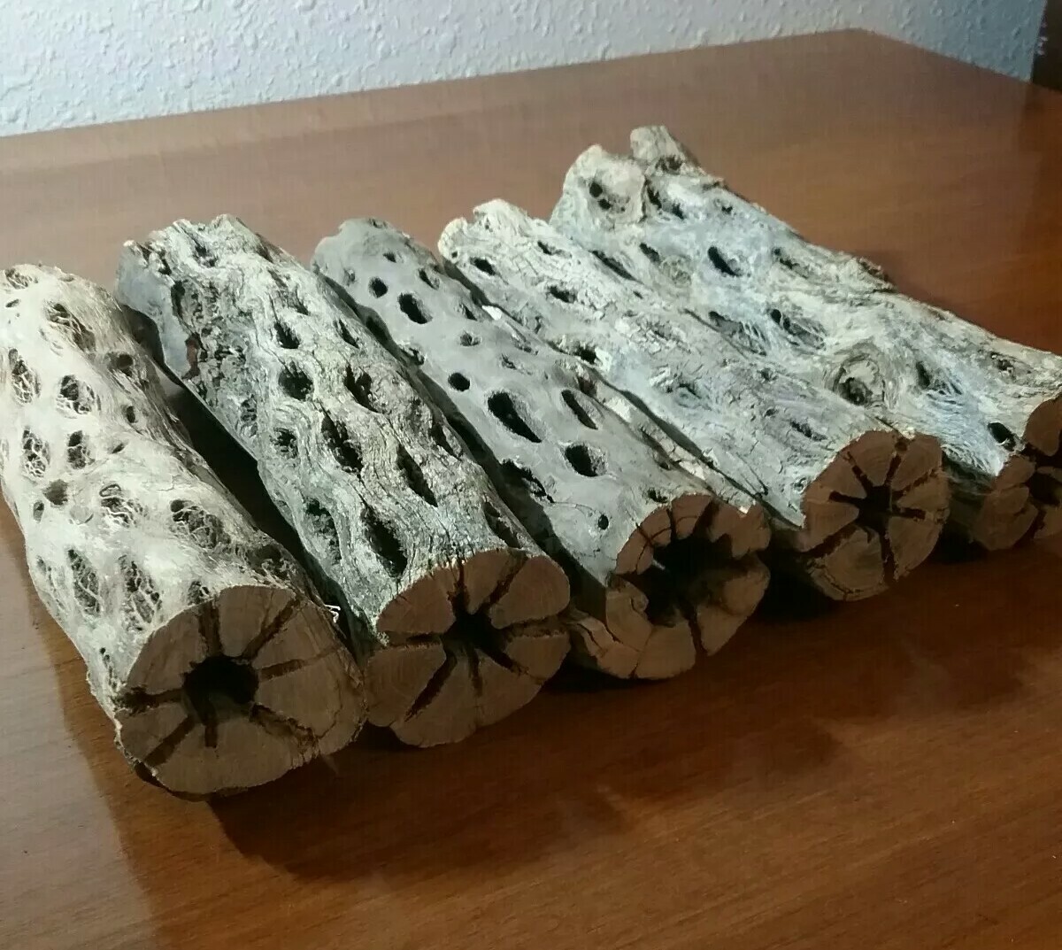5 THICK pieces of 6" inch CHOLLA Wood Cactus | Fish, Shrimp Aquarium | Crafts!