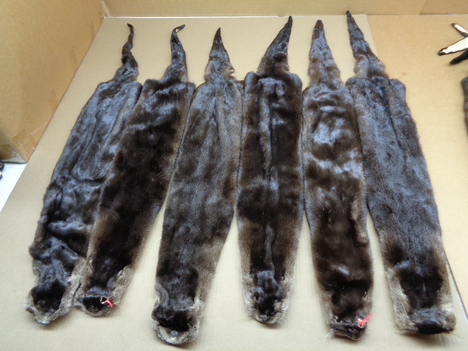 Tanned XL North American Dark River Otter, Lontra canadensis, soft furs, pelts