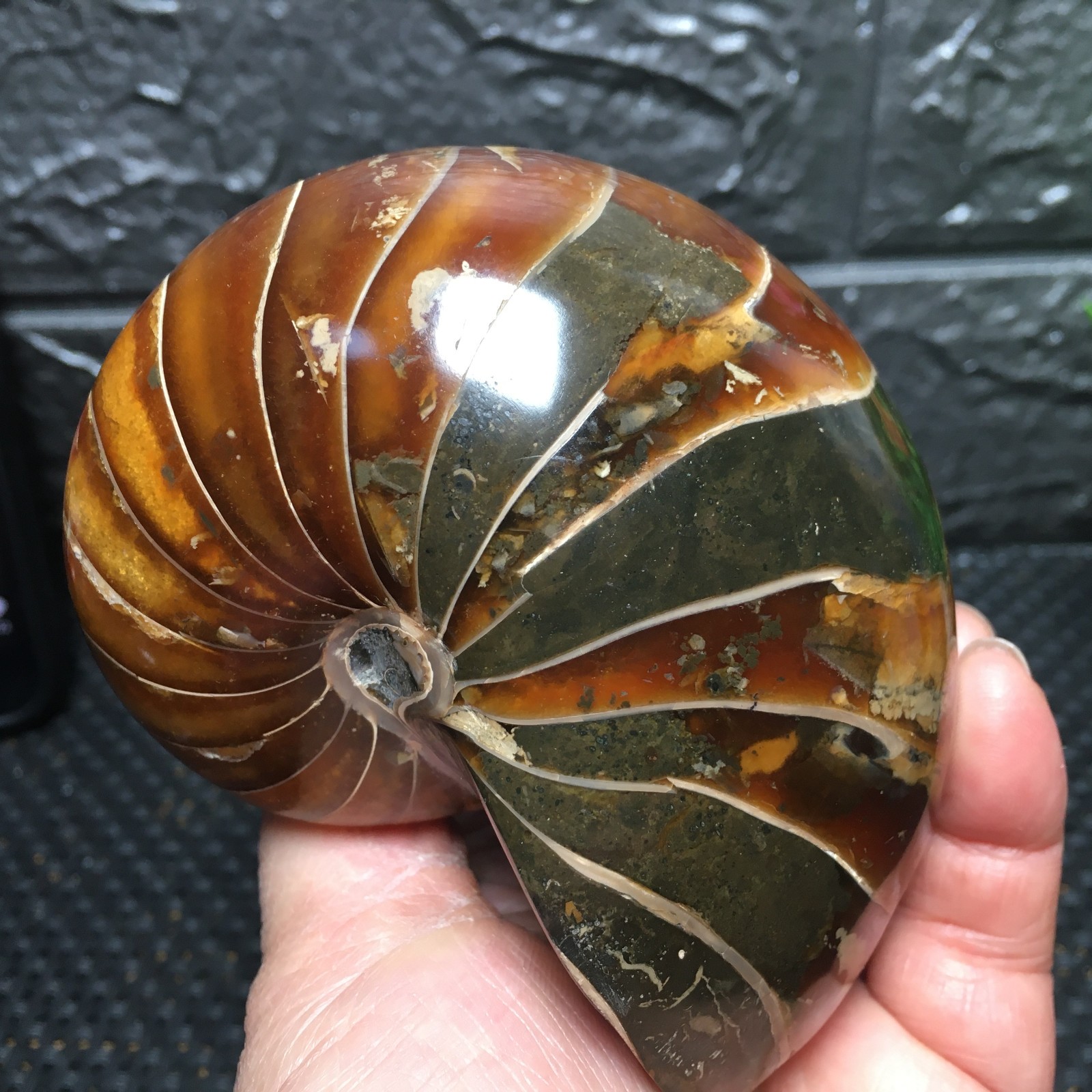 567g Natural polishing Ammonite crystal specimens fb1037