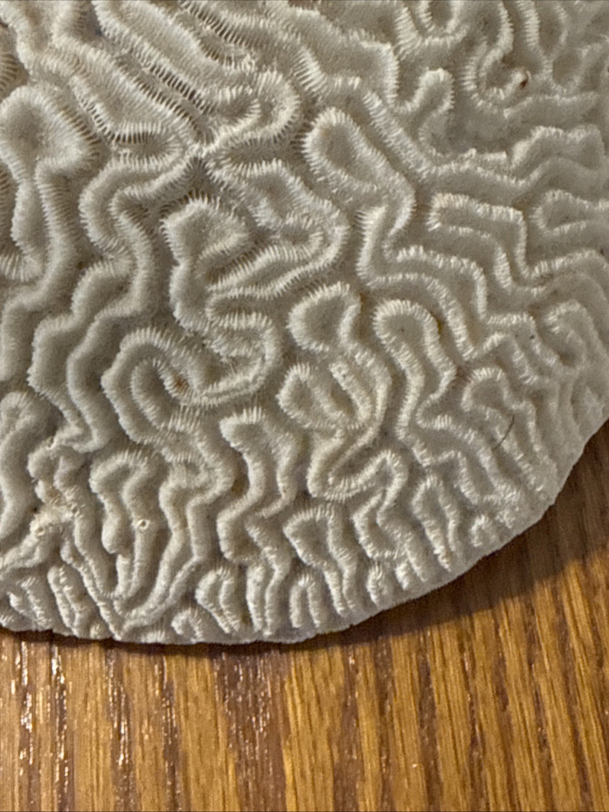 Large Natural Brain Coral Vintage Salt Water Fossil Heavy 9.12 lbs, 9" wide