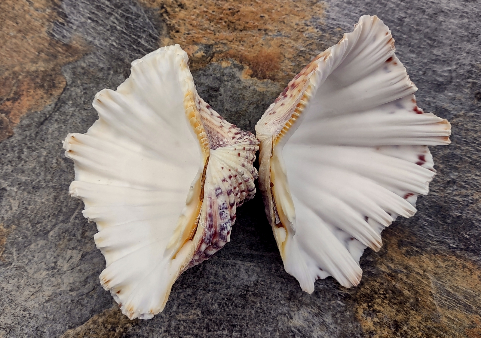 Bear Paw Clam Seashell Hippopus Hippopus (1 shell pair approx. 4+ inches)