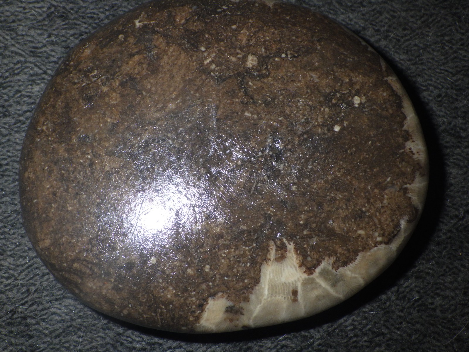 Polished Petoskey Stone 10.2 oz
