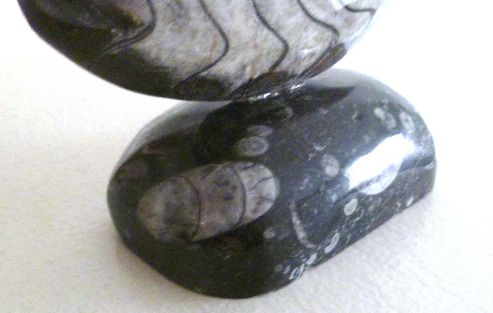 Ammonite Fossil Goniatite On Natural Stand Morocco Black/White Bands