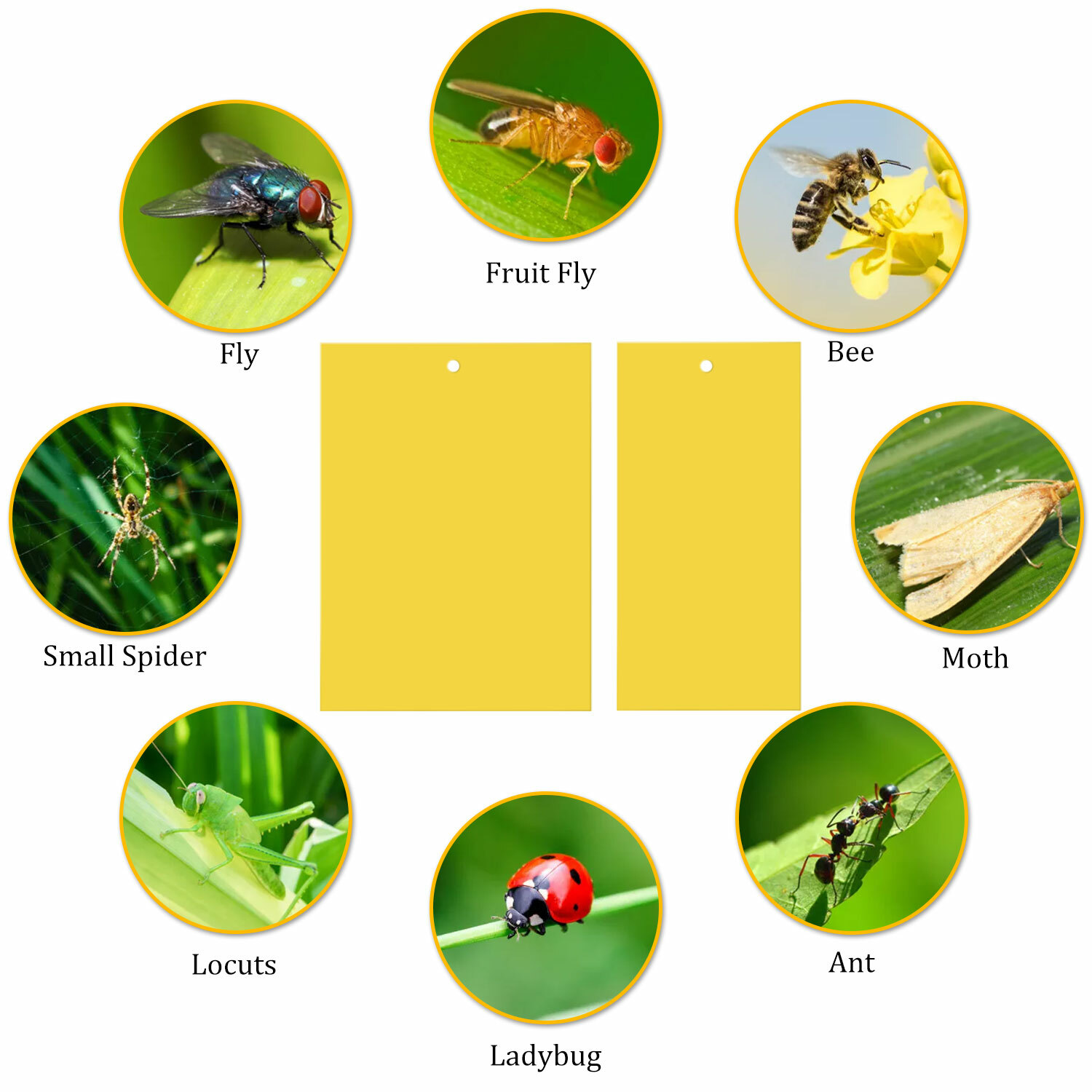 60 PCS Sticky Fly Traps- Gnat&Insect Catcher with Hanging Ropes|Strong Glue Trap