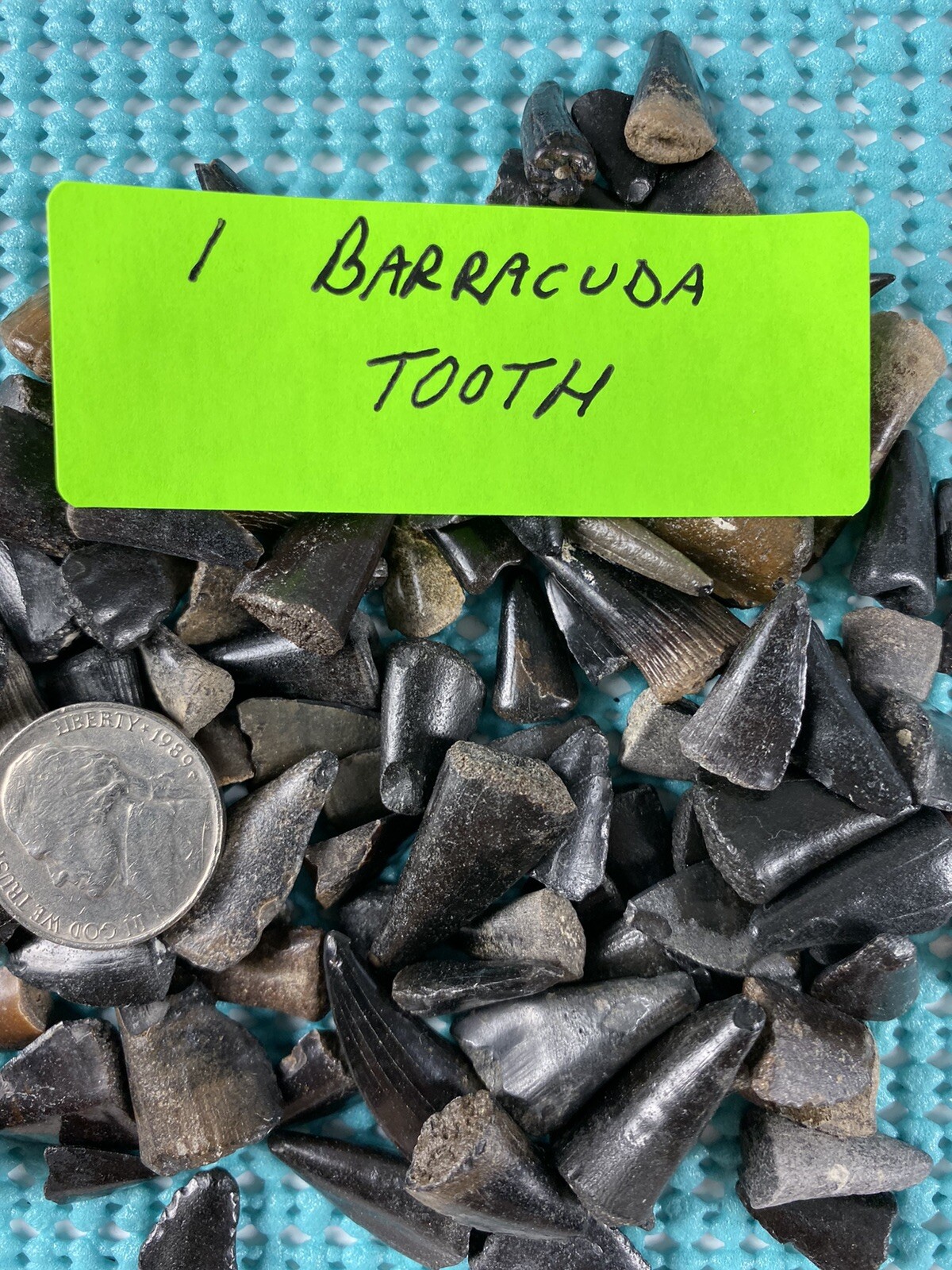 150 Piece Shark Teeth / Fossil Starter Kit From Venice Florida