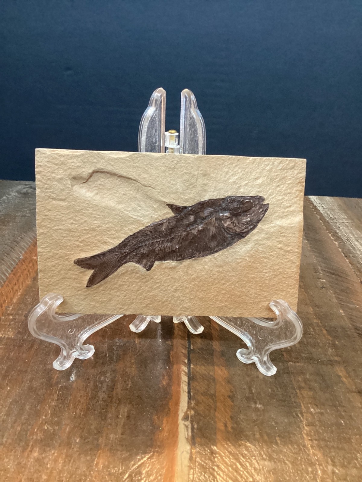 Knightia eocaena Fish Fossil Lake Green River Formation 4 3/4”x 3”