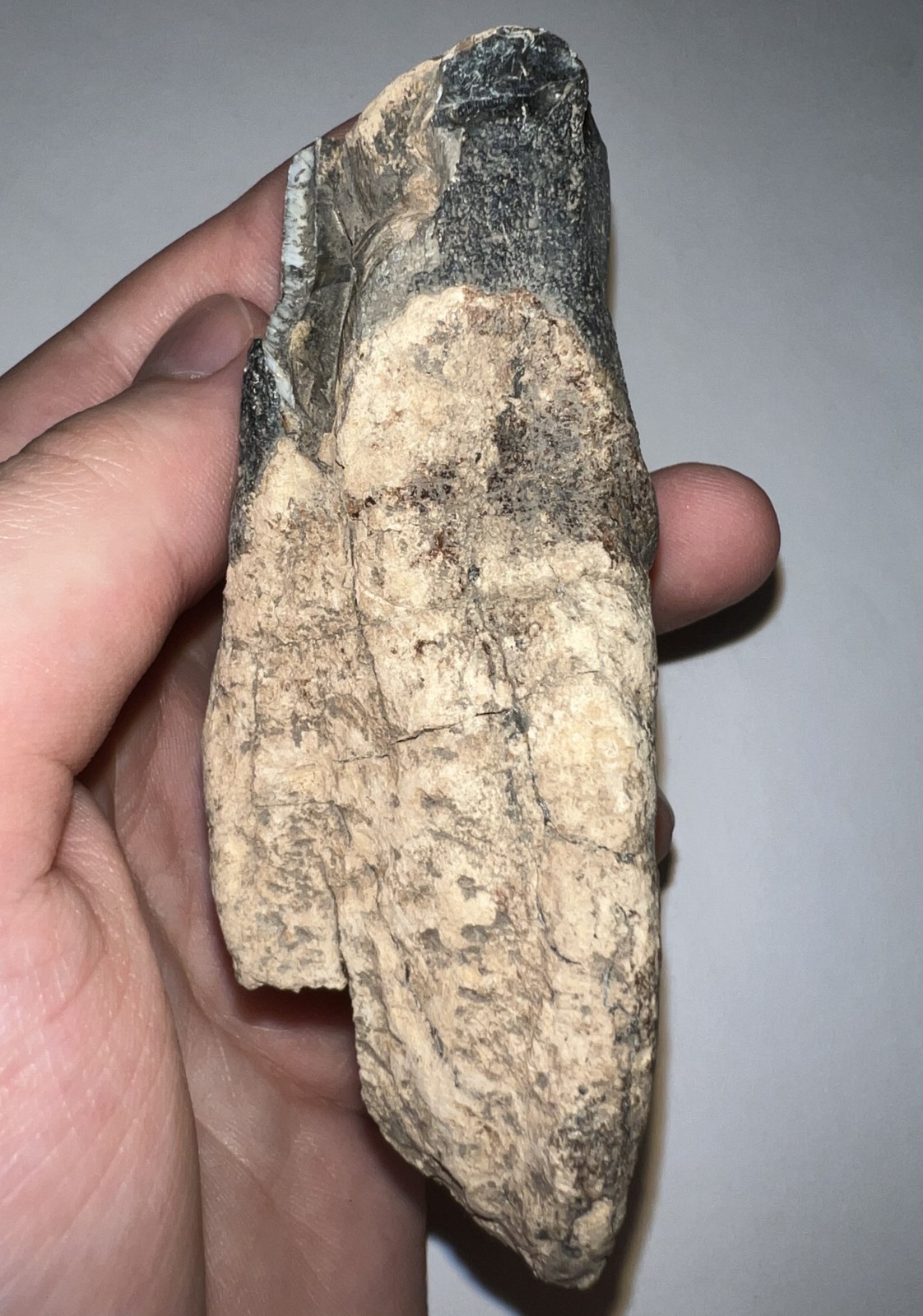 HUGE Ice Age Fossil COELODONTA Lower Molar Tooth 3.84 Inches!